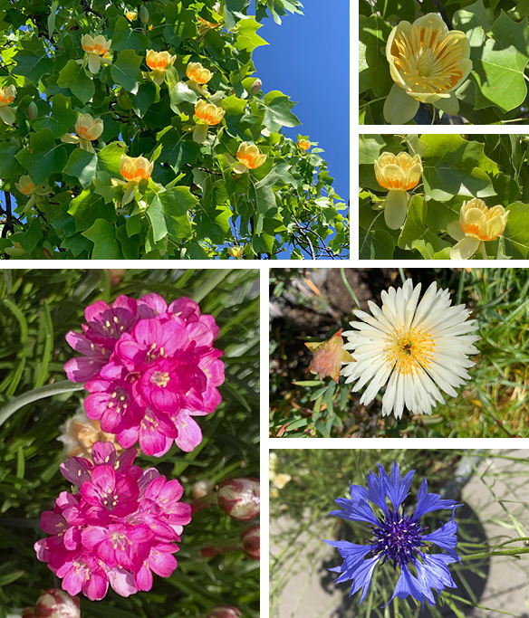 Blumen